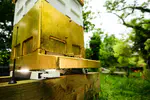 BeeSage: Data-driven Beekeeping for Productivity and Sustainability
